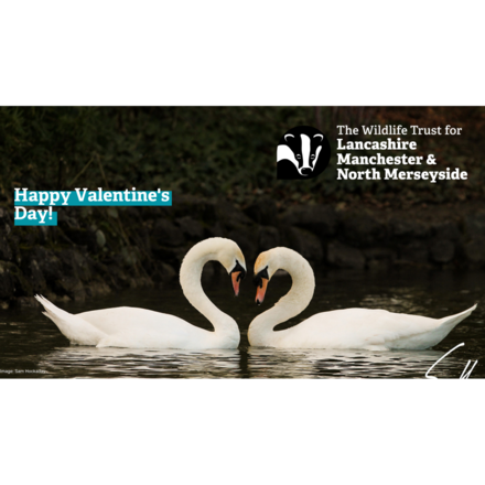Send a Valentine's Day E-Card eCards