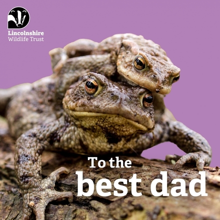 Send a Father's Day e-card eCards