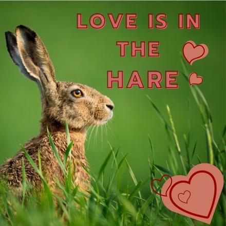 Send a Valentine's Day E-Card eCards