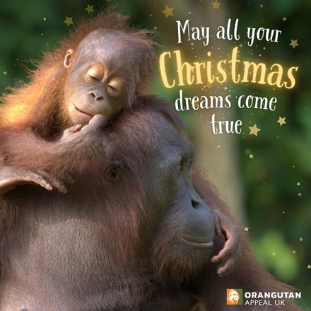 Send a Christmas eCard eCards