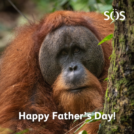 Send a Father's Day E-Card eCards