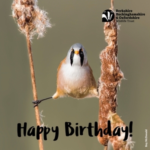 Happy birthday cute bird birthday ecard.