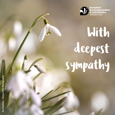 Send your sympathies with an e-card eCards
