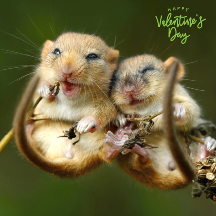 Send an e-card this Valentines Day eCards