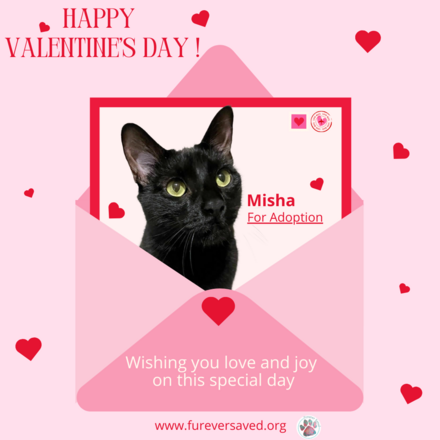 Here's an idea for Valentine's Day. Send an e-card and donate to Furever Saved Rescue! eCards