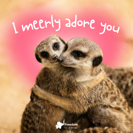 Valentine's Day 💌 eCards