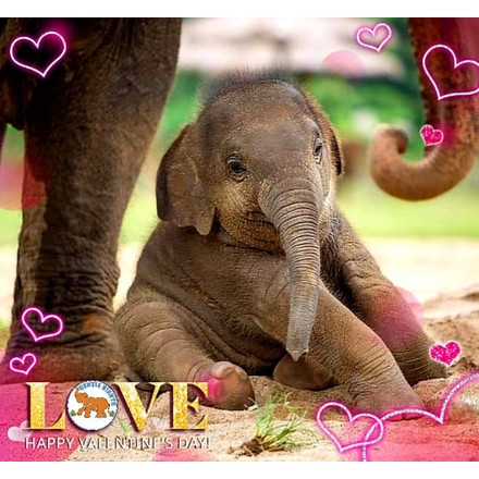Happy Elephantine Day  🐘❤ eCards