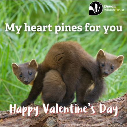 Send a Valentine's Day E-Card eCards