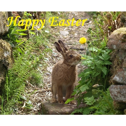 Send Easter E-Cards eCards