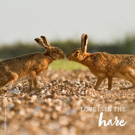 Send an e-card to your Valentine eCards