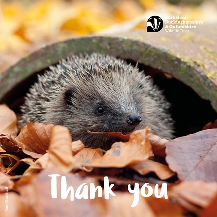 Send Thank You E-Cards eCards