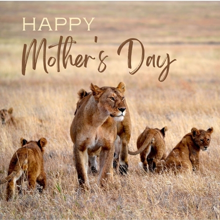 Send a Mother's Day E-Card eCards