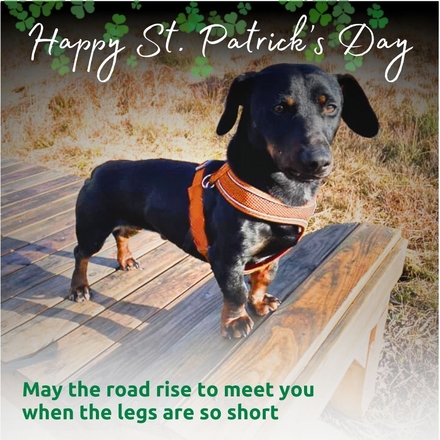 Happy St. Patrick’s Day! eCards