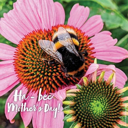 Send a Mother's Day e-card eCards