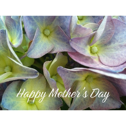 Send a Mother's Day E-Card eCards