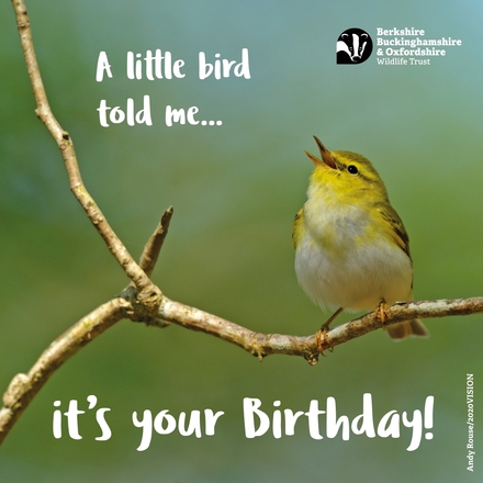 Send a Birthday E-Card eCards