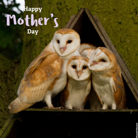 Send a Mother's Day Card eCards