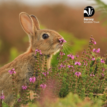 Easter Bunny eCards