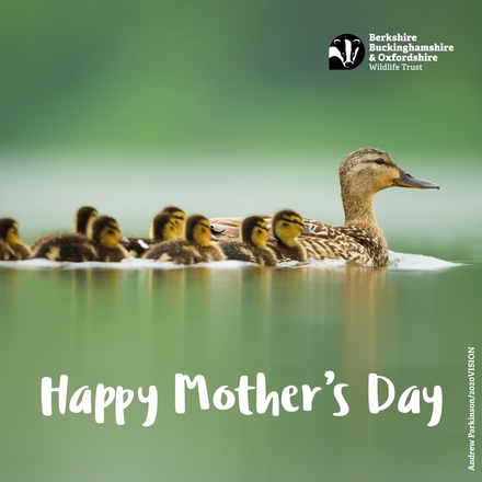 Send a Mother's Day E-Card eCards