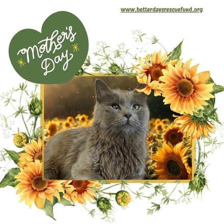 Send a Mother's Day E-Card eCards
