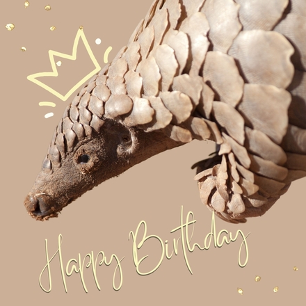 Send a Birthday E-Card eCards