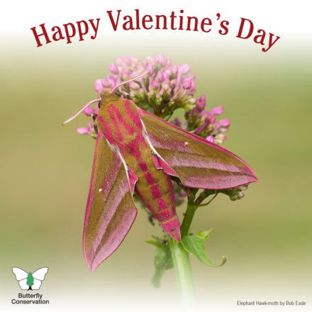 Send a Valentine's Day e-card eCards