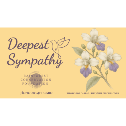 Sympathy - The White Beech Flower eCards
