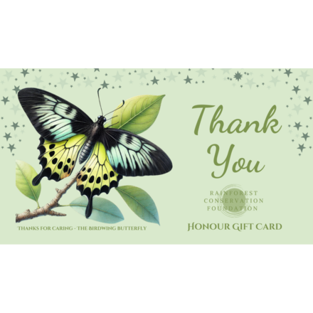 Thank you - The Birdwing Butterfly eCards