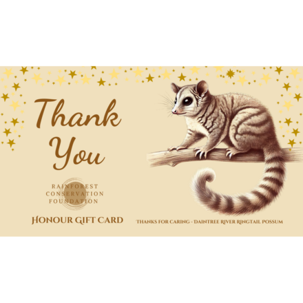 Thank you - Daintree River Ringtail Possum eCards