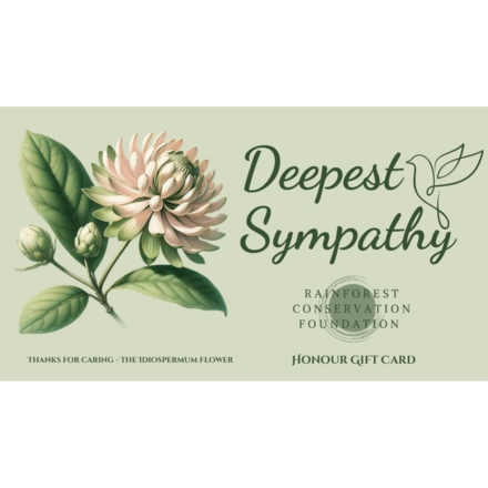 Sympathy - The Idiospermum flower eCards