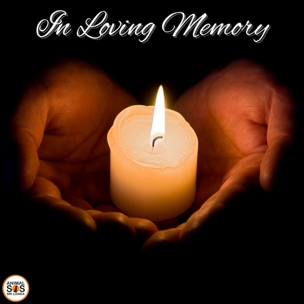 In Loving Memory of People eCards