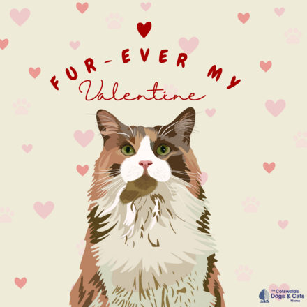 Send a Valentine's Day E-Card eCards