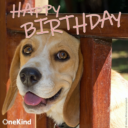 Send birthday wishes eCards