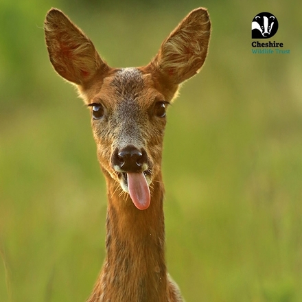 Send Thank You E-Cards eCards