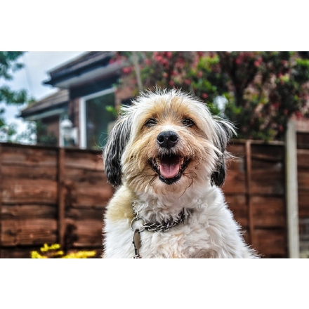 Blank for any occasion eCards