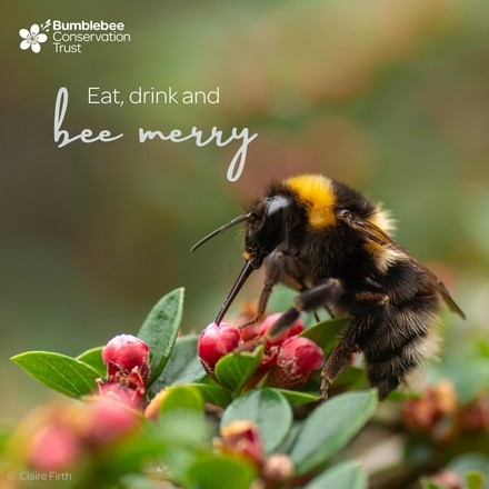 Send a Christmas card eCards