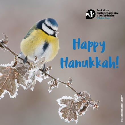 Send a Hanukkah e-card eCards