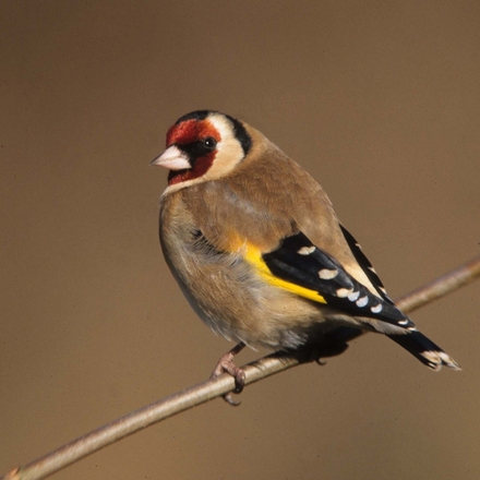 Send Thank You E-Cards eCards