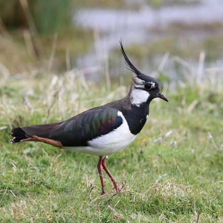 Blank for your own message eCards