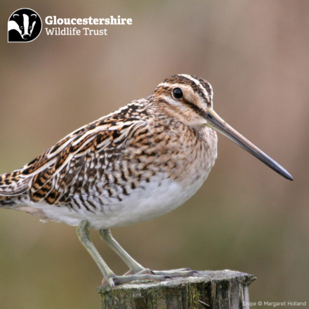 Plain eCards for your own messages eCards