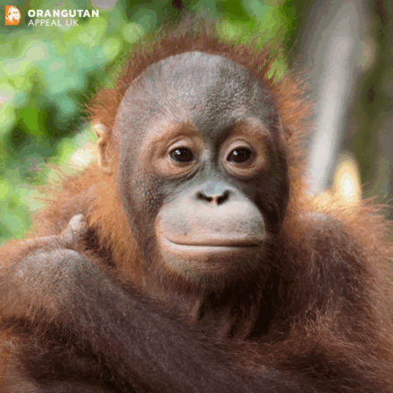 Send a Hanukkah eCard eCards