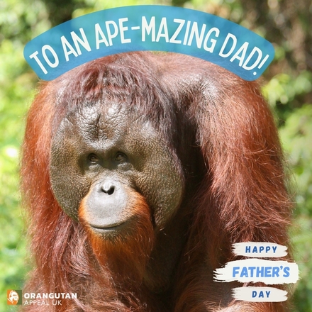 Send a Father's Day eCard eCards