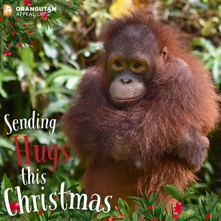 Send a Christmas eCard eCards