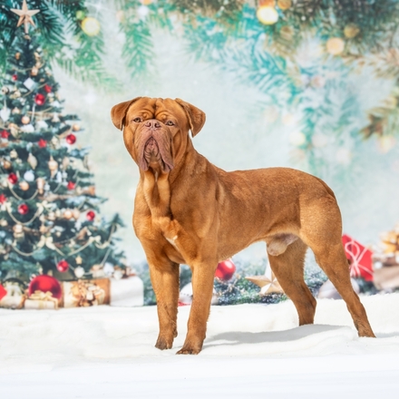 Send Christmas E-Cards eCards