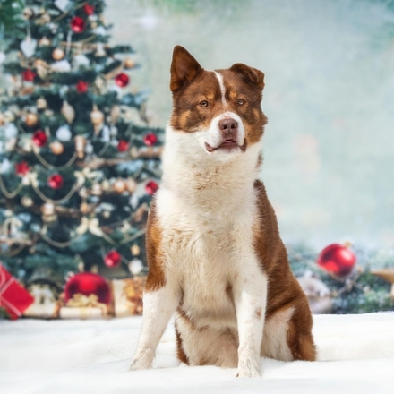 Send Corporate Christmas E-Cards eCards