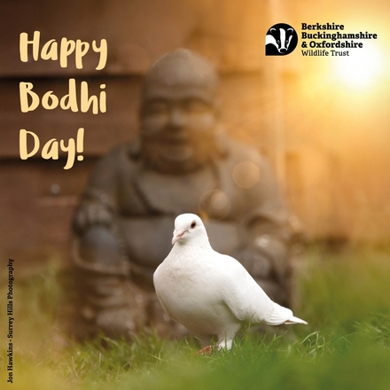 Send a Bodhi Day e-card... eCards