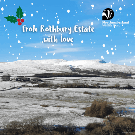 Send Christmas E-Cards eCards