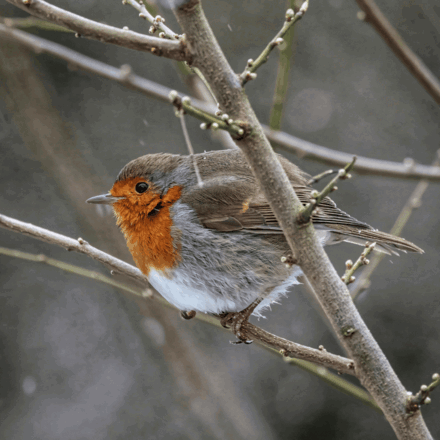 Send a Christmas e-card  eCards