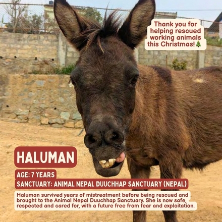 Gift that gives - Haluman eCards