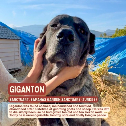 Gift that Gives - Giganton eCards